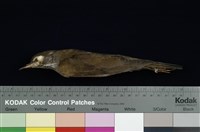 藏品(赤腹鶇)的圖片